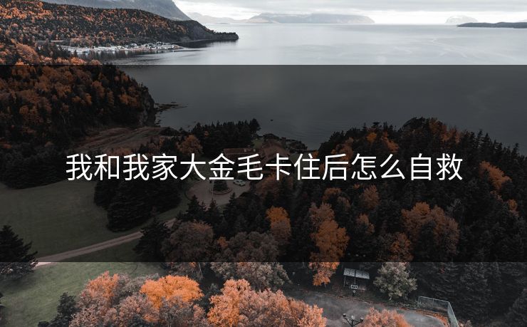 我和我家大金毛卡住后怎么自救